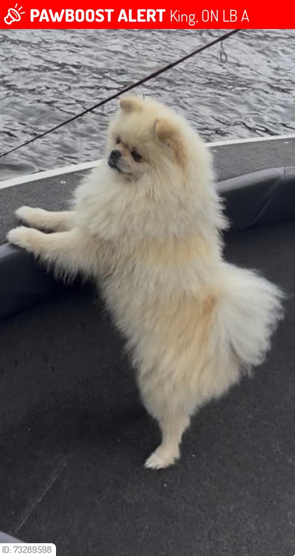 Lost Male Dog last seen Jane and king, King, ON L7B 1A3