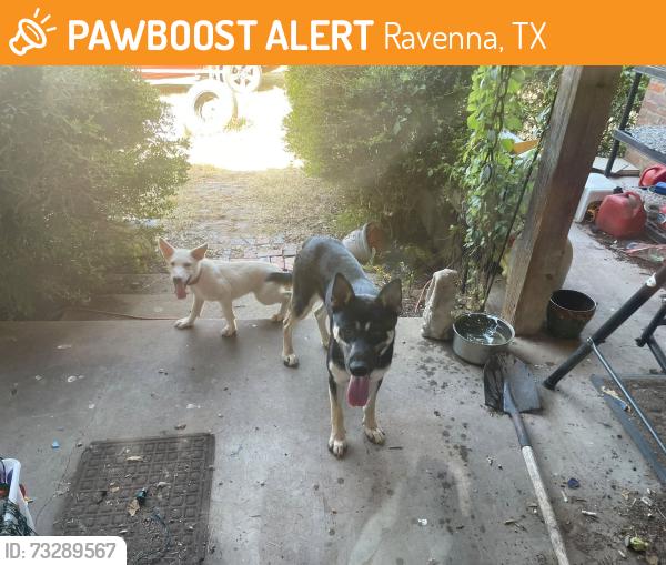 Found/Stray Male Dog last seen County Road 1030, FM 274, Ravenna, TX 75476