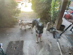 Found/Stray Male Dog last seen County Road 1030, FM 274, Ravenna, TX 75476
