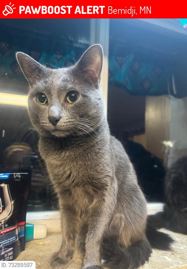 Lost Male Cat last seen lincoln elementary school, bemidji,mn, Bemidji, MN 56601