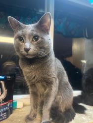 Lost Male Cat last seen lincoln elementary school, bemidji,mn, Bemidji, MN 56601