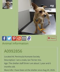 Reunited Male Dog last seen Belmont Caltrain Station, El Camino and Ralston Ave Belmont, Belmont, CA 94002