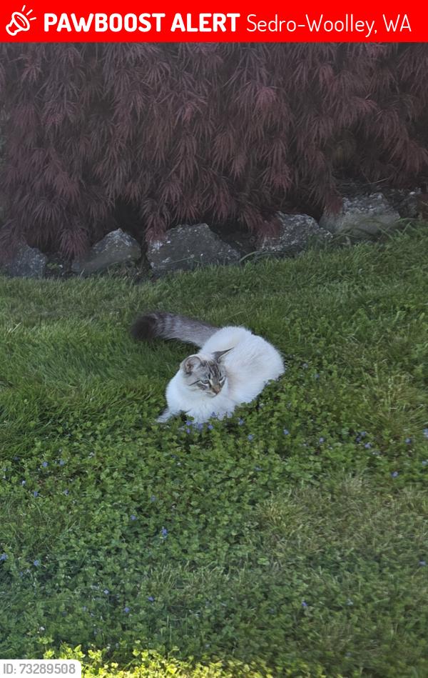Lost Male Cat last seen 5th and Nelson St., Sedro-Woolley, WA 98284