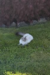 Lost Male Cat last seen 5th and Nelson St., Sedro-Woolley, WA 98284