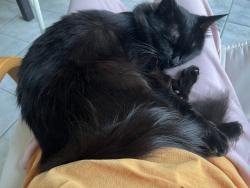 Reunited Female Cat last seen Near Shoreline drive, Mississauga, ON L5B 4K7