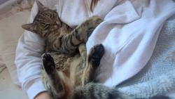 Reunited Female Cat last seen Cavi, Swindon, England SN3 2PA