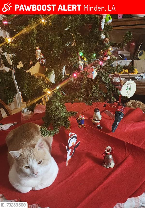 Lost Male Cat last seen Constable street, Minden, LA 71055