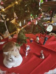 Lost Male Cat last seen Constable street, Minden, LA 71055