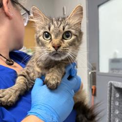 Shelter Stray Female Cat last seen , 328 Furman Hall Rd, Greenville, SC 29609, USA