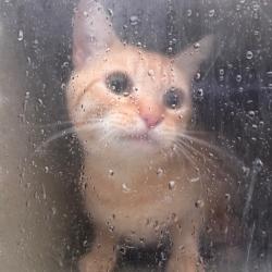 Shelter Stray Male Cat last seen , Animal Care & Control Team of Philly, 111 W Hunting Park Ave, Philadelphia, PA 19140, USA