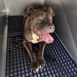 Shelter Stray Female Dog last seen , Animal Care & Control Team of Philly, 111 W Hunting Park Ave, Philadelphia, PA 19140, USA