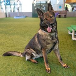 Shelter Stray Female Dog last seen , 361 S Raymond Ave, Pasadena, CA 91105, USA