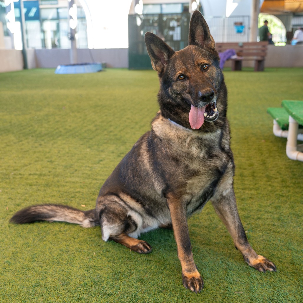 Shelter Stray Female Dog last seen , 361 S Raymond Ave, Pasadena, CA 91105, USA