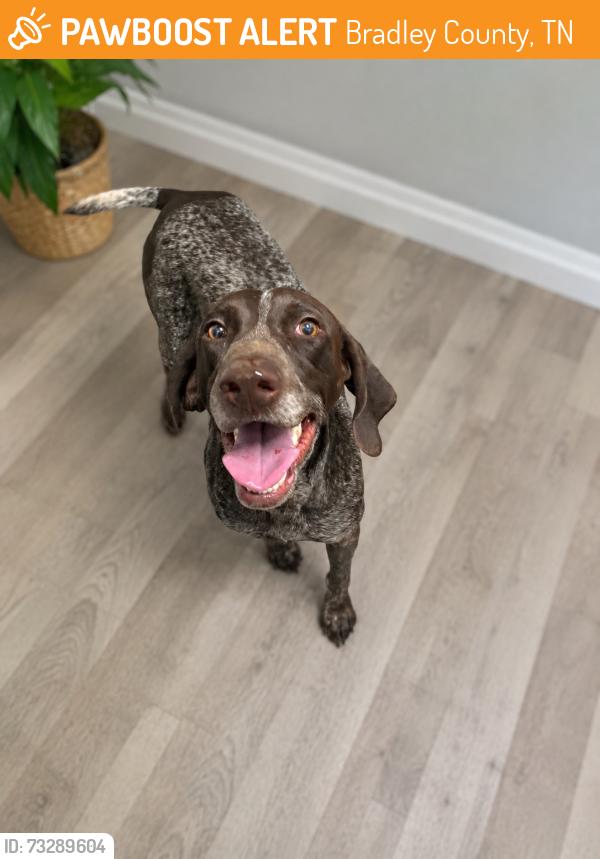 Found/Stray Male Dog last seen Johnson Road, Bradley County, TN 37323