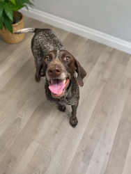 Found/Stray Male Dog last seen Johnson Road, Bradley County, TN 37323