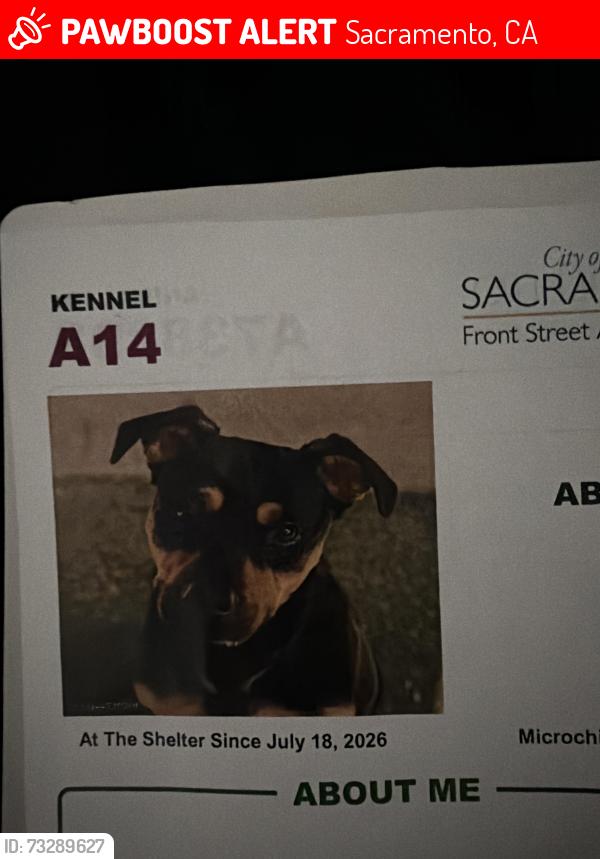 Lost Male Dog last seen Marconi, Sacramento, CA 95825