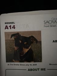 Lost Male Dog last seen Marconi, Sacramento, CA 95825