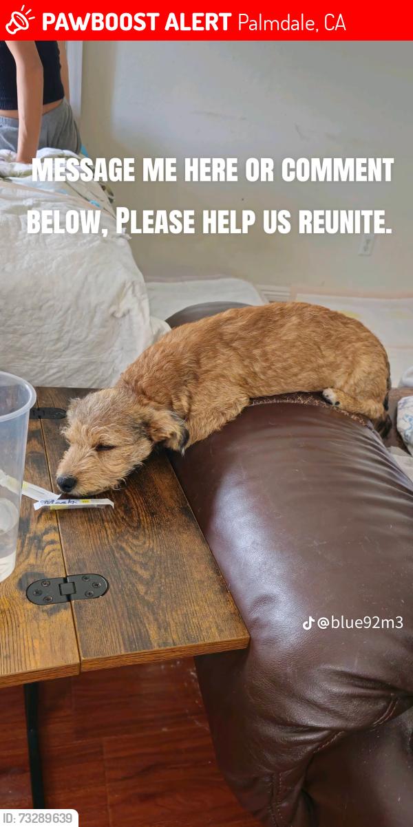Lost Male Dog last seen Highland Highschool, Palmdale, CA 93551