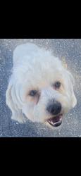 Lost Male Dog last seen Vermont and King, Los Angeles, CA 90037
