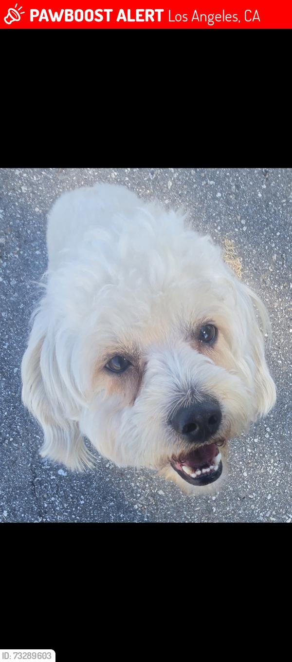 Lost Male Dog last seen Vermont and King, Los Angeles, CA 90037
