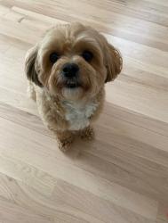 Reunited Male Dog last seen Timberline Neighborhood Sammamish, Sammamish, WA 98074