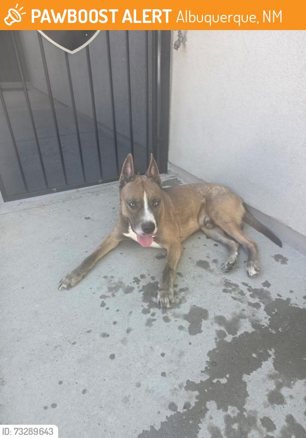 Found/Stray Male Dog last seen McMahon and keyaty, Albuquerque, NM 87114