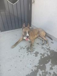 Found/Stray Male Dog last seen McMahon and keyaty, Albuquerque, NM 87114