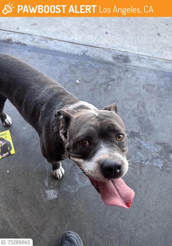 Found/Stray Female Dog last seen Near e 70th st, Los Angeles, CA 90003