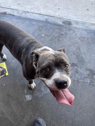 Found/Stray Female Dog last seen Near e 70th st, Los Angeles, CA 90003