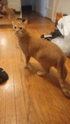 Reunited Male Cat last seen Pelham Parkway & Lydig ave., The Bronx, NY 10462