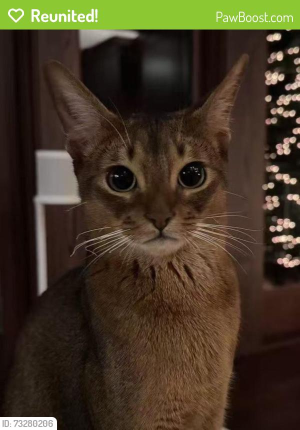 Reunited Male Cat last seen Halston court at west vancouver, West Vancouver, BC V7S 3K3