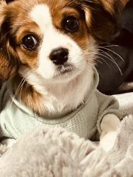 Lost Male Dog last seen Woodbury Rd, Garden Grove, CA 92843