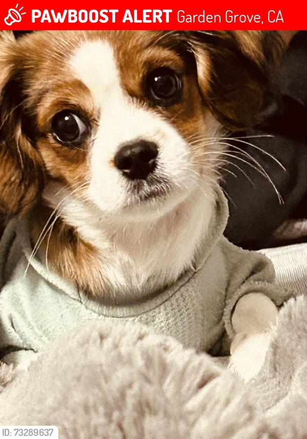 Lost Male Dog last seen Woodbury Rd, Garden Grove, CA 92843