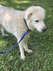 Reunited Male Dog last seen Near Lawrenceville Hwy Lawrenceville, GA 30044 United States, Lawrenceville, GA 30044