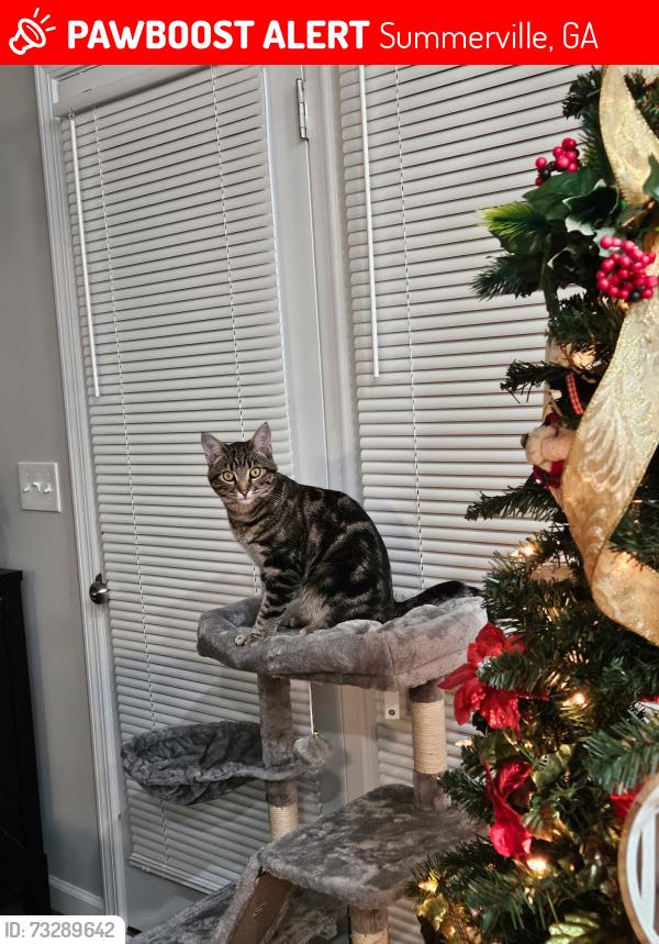 Lost Male Cat last seen James Floyd state park, Summerville, GA 30747