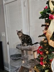 Lost Male Cat last seen James Floyd state park, Summerville, GA 30747