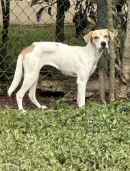 Found/Stray Female Dog last seen Haiku Road, Kaneohe, HI 96744