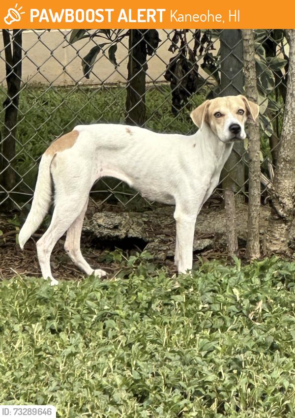 Found/Stray Female Dog last seen Haiku Road, Kaneohe, HI 96744