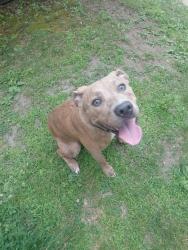 Lost Female Dog last seen 6th st E and North Mendota, Saint Paul, MN 55106