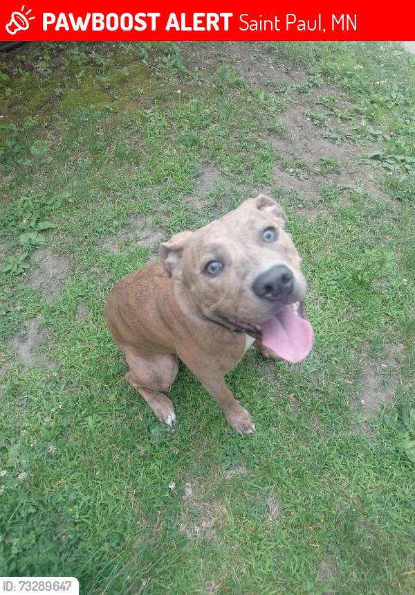 Lost Female Dog last seen 6th st E and North Mendota, Saint Paul, MN 55106