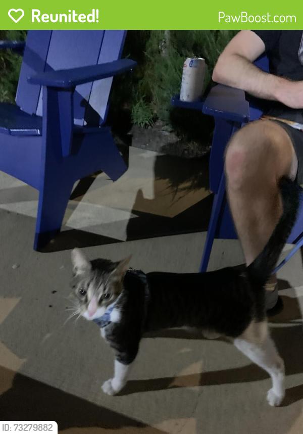 Reunited Unknown Cat last seen Napoli Drive & Cypresswood, Houston, TX 77070