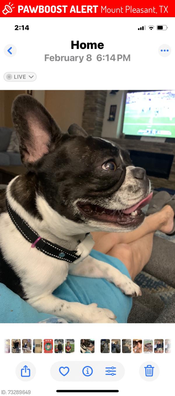 Lost Female Dog last seen FM 2348, Mount Pleasant, TX 75455
