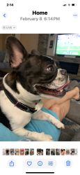 Lost Female Dog last seen FM 2348, Mount Pleasant, TX 75455