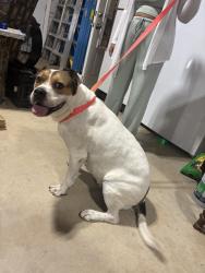 Found/Stray Female Dog last seen Covell and Douglas, Edmond, OK 73034