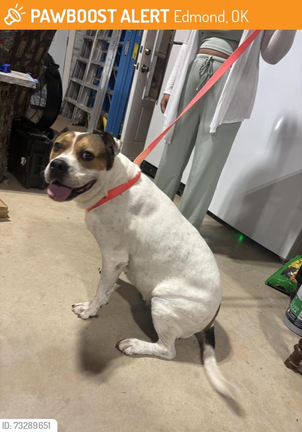 Found/Stray Female Dog last seen Covell and Douglas, Edmond, OK 73034