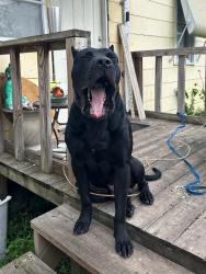 Reunited Male Dog last seen Yulee street, Jacksonville, FL 32209