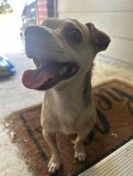 Found/Stray Male Dog last seen Potranco, San Antonio, TX 78251