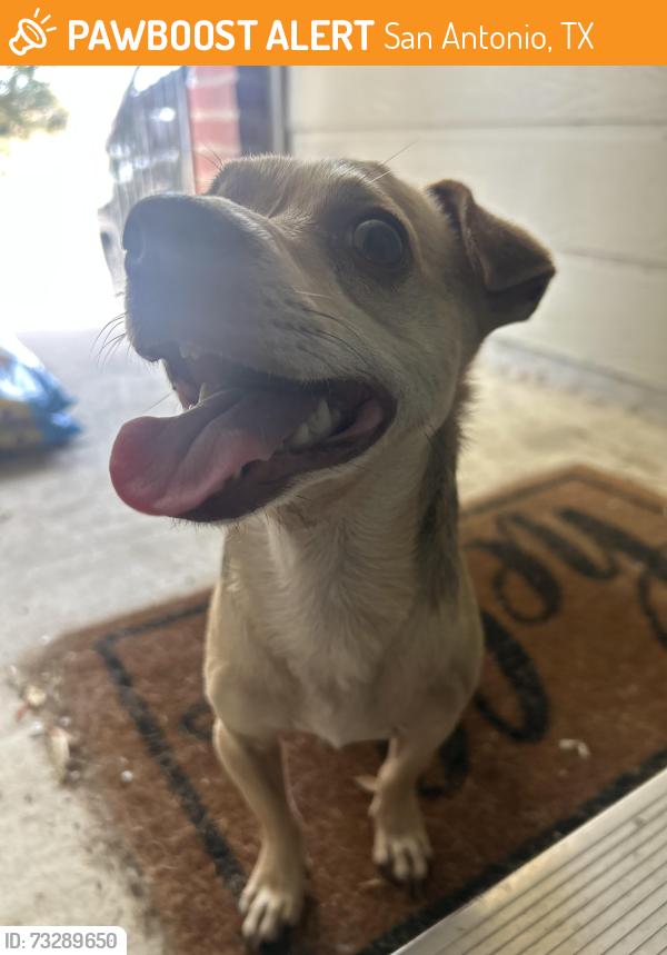 Found/Stray Male Dog last seen Potranco, San Antonio, TX 78251