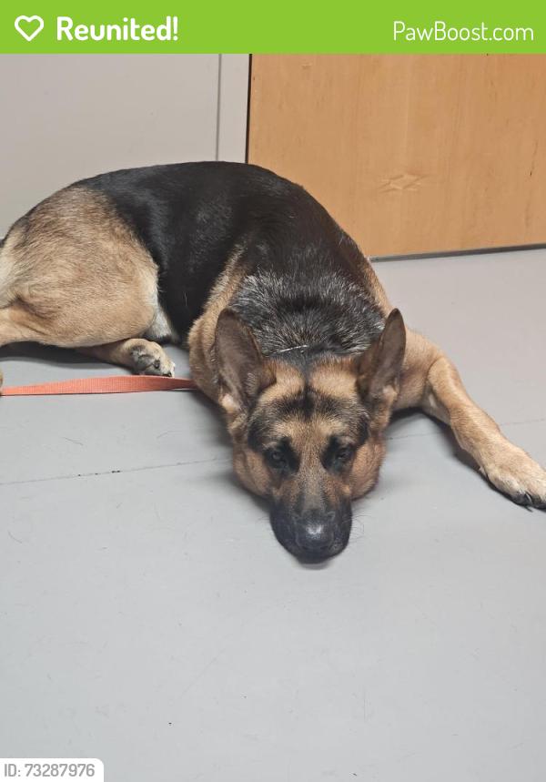 Reunited Male Dog last seen Croad ct nw and 8th st nw, Canton, OH 44703