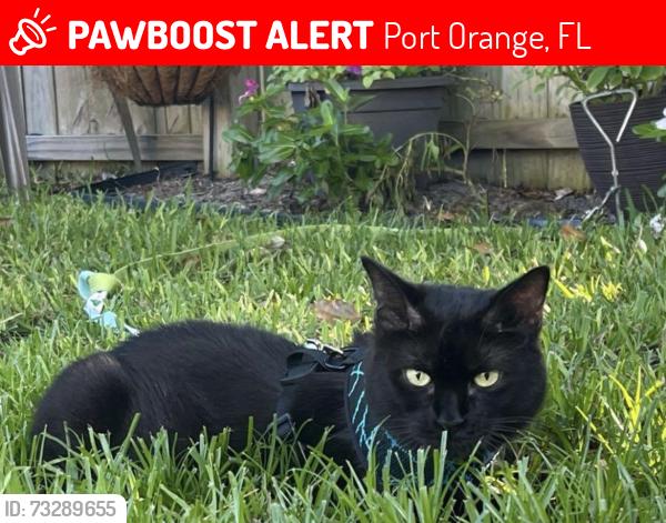 Lost Female Cat last seen Sugar mill elementary, Port Orange, FL 32129